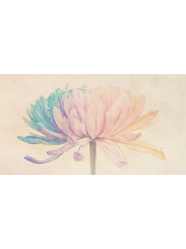 Chrysanthemum