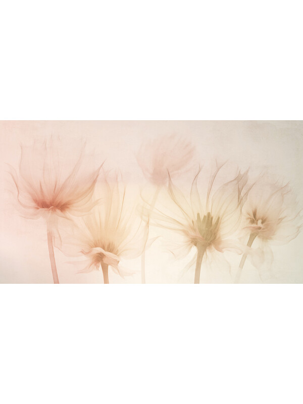 Flower Rays