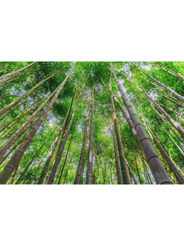 Tapet Bamboo Trees 3