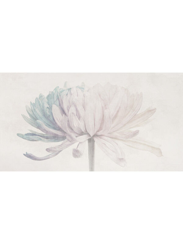 Wild Chrysanthemum
