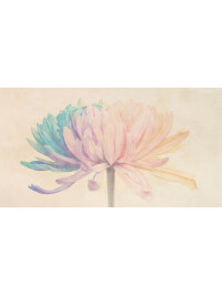 Chrysanthemum