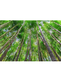 Tapet Bamboo Trees 3