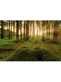 Tapet Sunny Forest 3