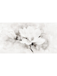 Vanilla Orchid