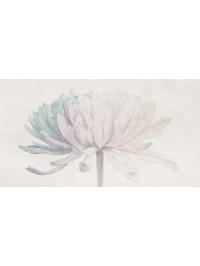 Wild Chrysanthemum